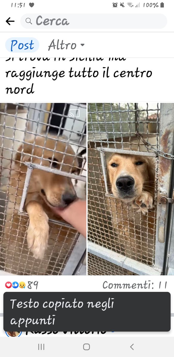 fendente1's tweet photo. 🆘️🆘️🆘️🆘️Vittorio Russo,SI TROVA IN CANILE 🆘 
SE VUOI SALVARLA E ADOTTARLA CONTATTAMI 3891520054
SIMIL GOLDEN RETRIEVER DOLCISSIMA
FEMMINA 2 ANNI STERILIZZATA 
Si trova in Sicilia ma raggiunge tutto il centro nord https://t.co/yoxmk1iv0D