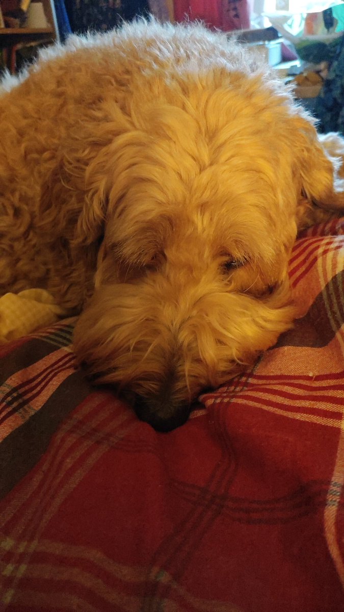 OwlAboutYarn's tweet photo. @twinklresources Molly - she's not a morning person! https://t.co/MmJ5nrCM57