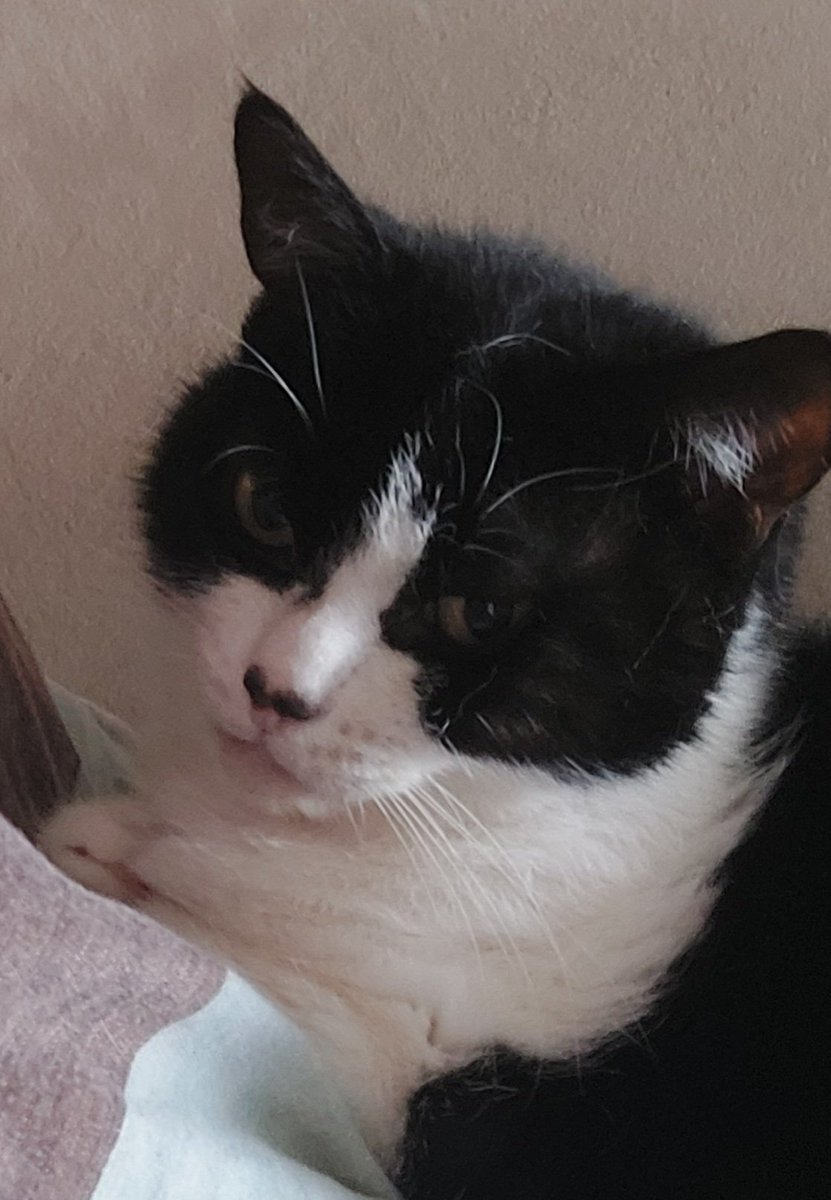 I'll spend #caturday as I do most days! 😀