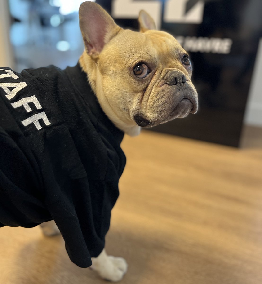 42Network's tweet photo. 🐶 MEET #42NETWORK'S TRUE STARS 🐶
Today is National Dog Day in the USA, and we thought we'd introduce you to some of our 4-legged staff members from across the network!
Meet Sheldon from @42LeHavre, Max from @42_berlin and Joy from @42_angouleme 🐕
#dog #dogsofinternet https://t.co/XLgmzld7lu