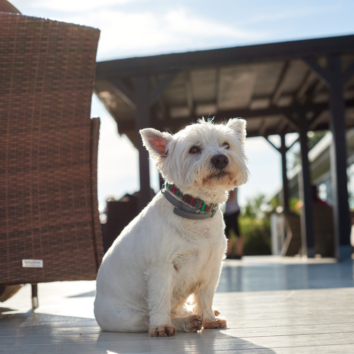 What better way to spend #NationalDogDay than with a Park Holidays dog-friendly break? 🐾

🐶 Treat your furry friends to a staycation at one of our 40+ dog-friendly parks across all of the UK!

Find your paw-fect break here 👇
pulse.ly/1dnhrtnpxc