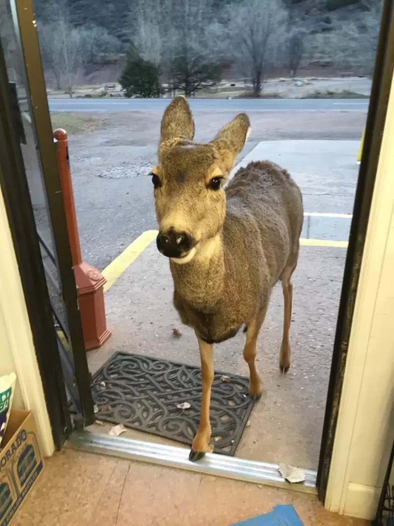 sciencegirl's tweet photo. A deer walks into a shop in Colorado. The owner gave her a peanut bar, about 30 minutes later, she returned back to the shop with all her fawns 

📸Lori Jones https://t.co/j3sEkUa0xJ