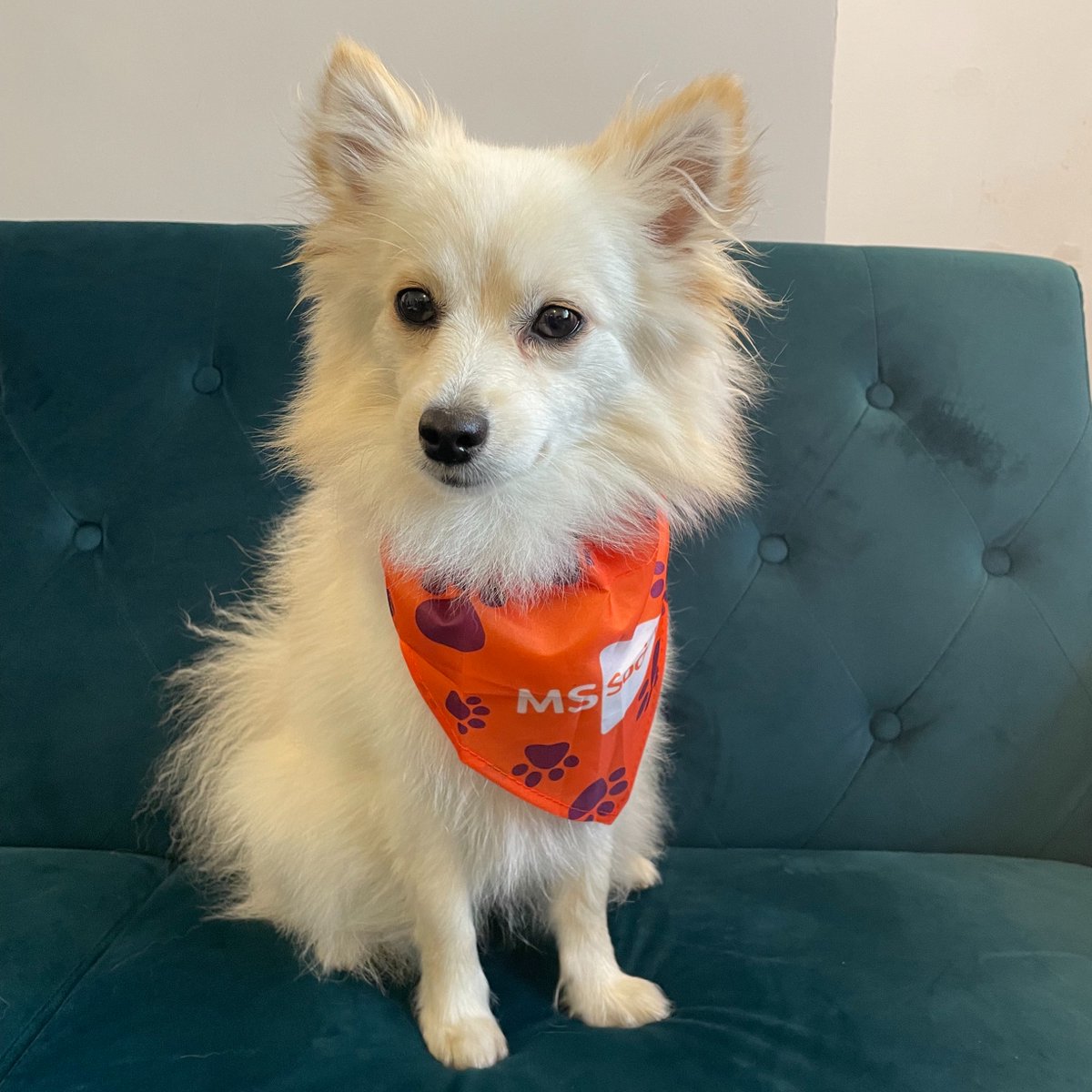 MS Society UK tweet media