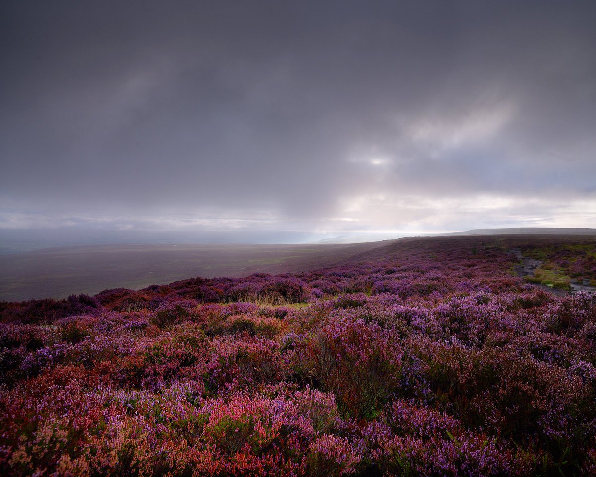 This mornings dog walk on ilkley moor #dogwalk #yorkshire #ilkleymoor #365in2023 #hasselblad #captureone #phaseone #p45+