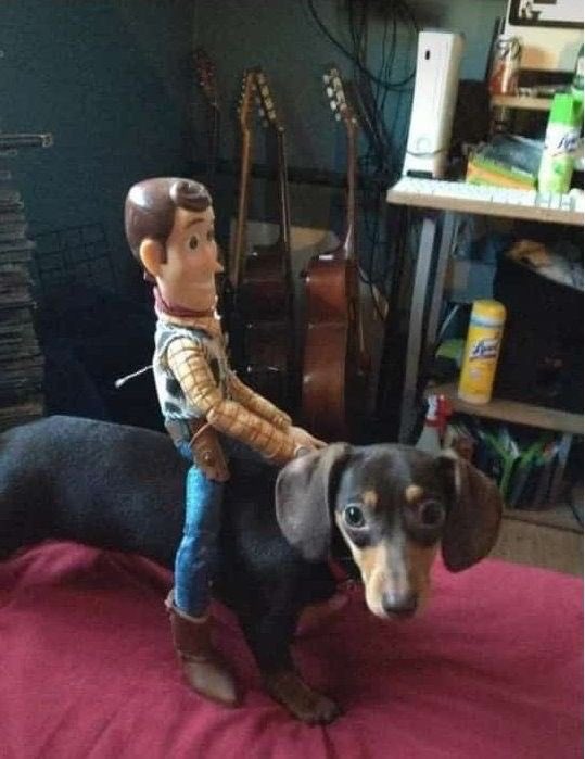 bbysanimals's tweet image. ride like the wind bullseye!