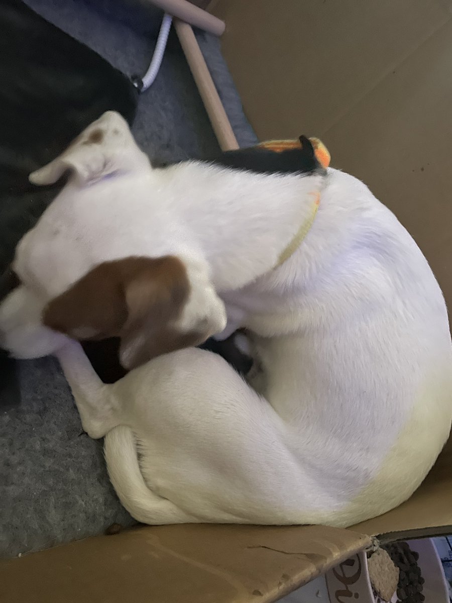 caddav73's tweet photo. Puppies are doing well ,as is mama #puppies #pups #dogs #animals https://t.co/MC0AlWpfj1