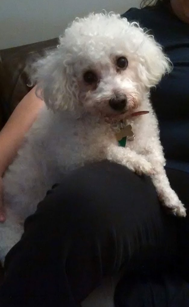 BronteBabeBlog's tweet image. Remembering our sweet #Bichon Bob and being thankful for my crazy Eddie Sausage on #InternationalDogDay
💜🐾
#Dachshund