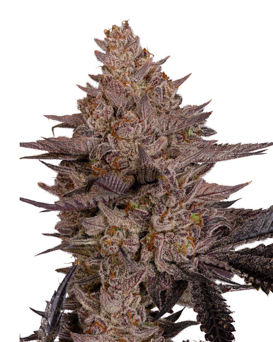 DFamilyClones's tweet photo. We are going to be posting these #DevilsPie ๐ cuts on the site in a few hours.
So grateful for all of you that have checked us out and placed orders!
Canโt wait to see what you all do with these in your garden ๐ชด๐ชด๐ชด Going to be a fun Winter! โ๏ธ
@Tikimadman1 #DevilDriver x @Raw_Genetics_ #GeorgiaPie
#clonesforsale #cannaland #homegrown #qualitygenetics