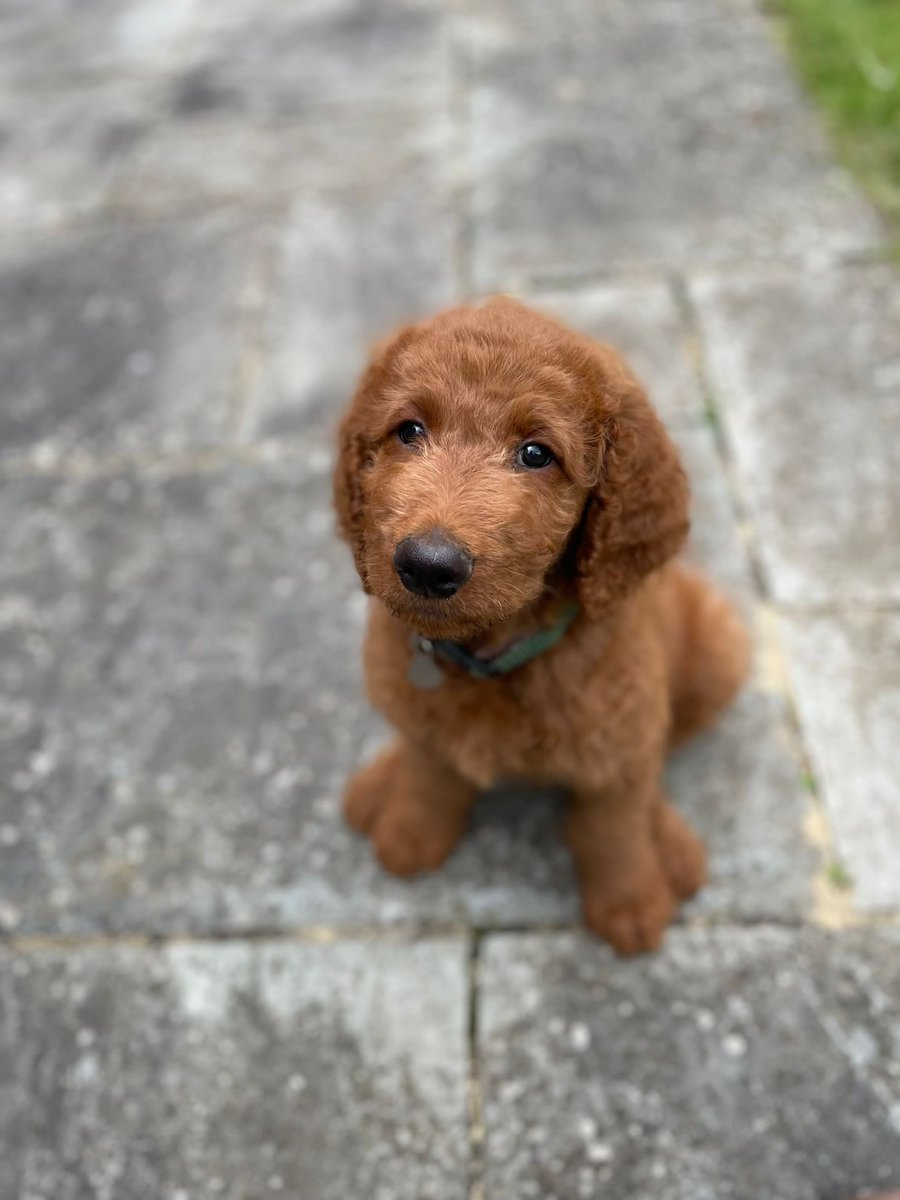 OPS_OratoryPrep's tweet photo. Happy #InternationalDogDay

Headmaster, Mr De Silva, is delighted to announce a new addition to The OPS family… meet Elgar!

#OPSCommunity #WelcomeElgar #OPSDog #UnlockCommunity #Berkshire #Oxfordshire https://t.co/D8ANWDBr89