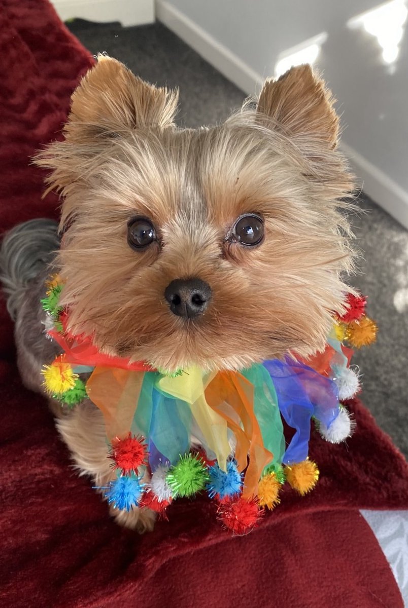 I’m a Lord!!!! I’ve put me pawty outfit on and am ready to eat drink and be Lordy!!  #zzst