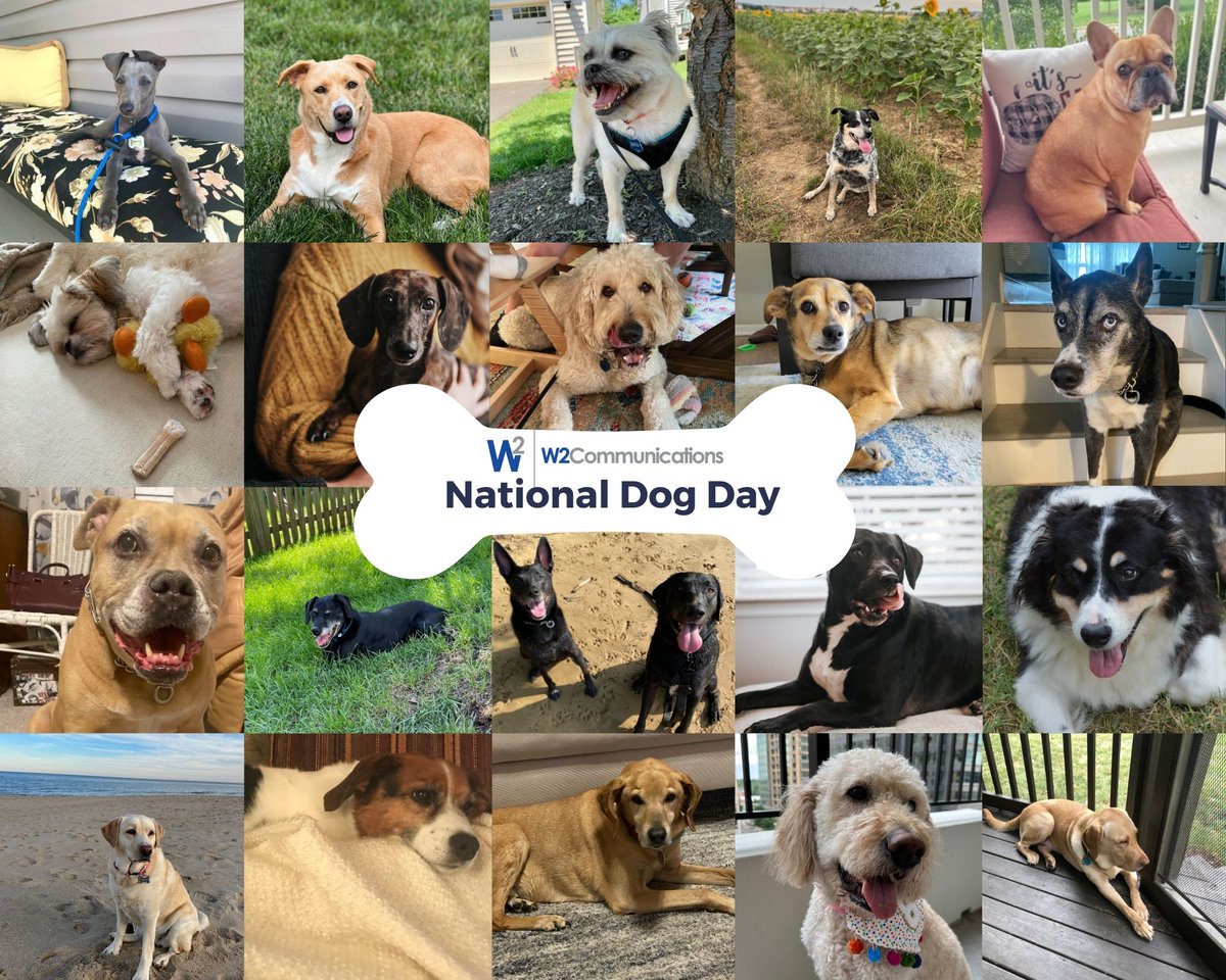 W2Comm's tweet photo. Happy #NationalDogDay from the dogs of W2 Communications! 🐶 https://t.co/4fgGW4Uj1k