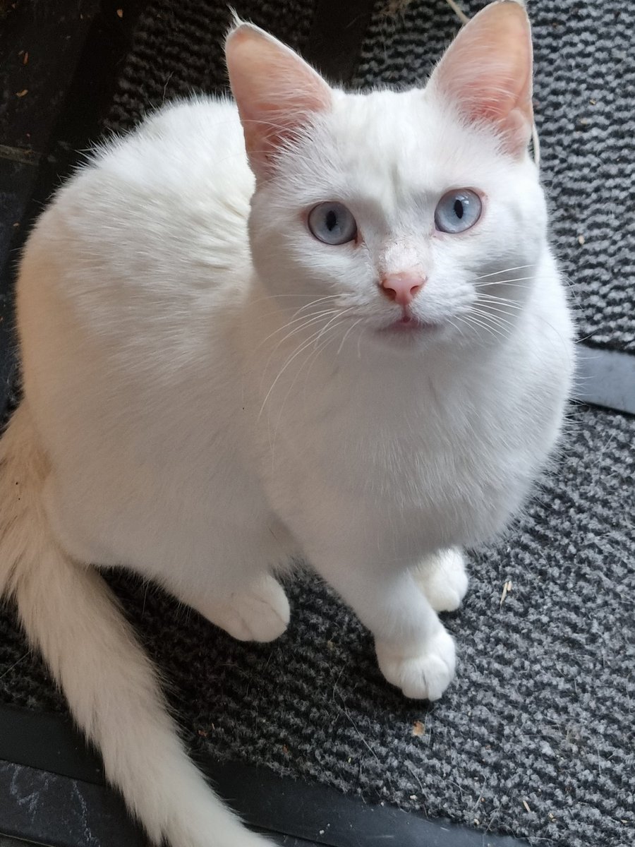 Steven Barry Ratty tweet media