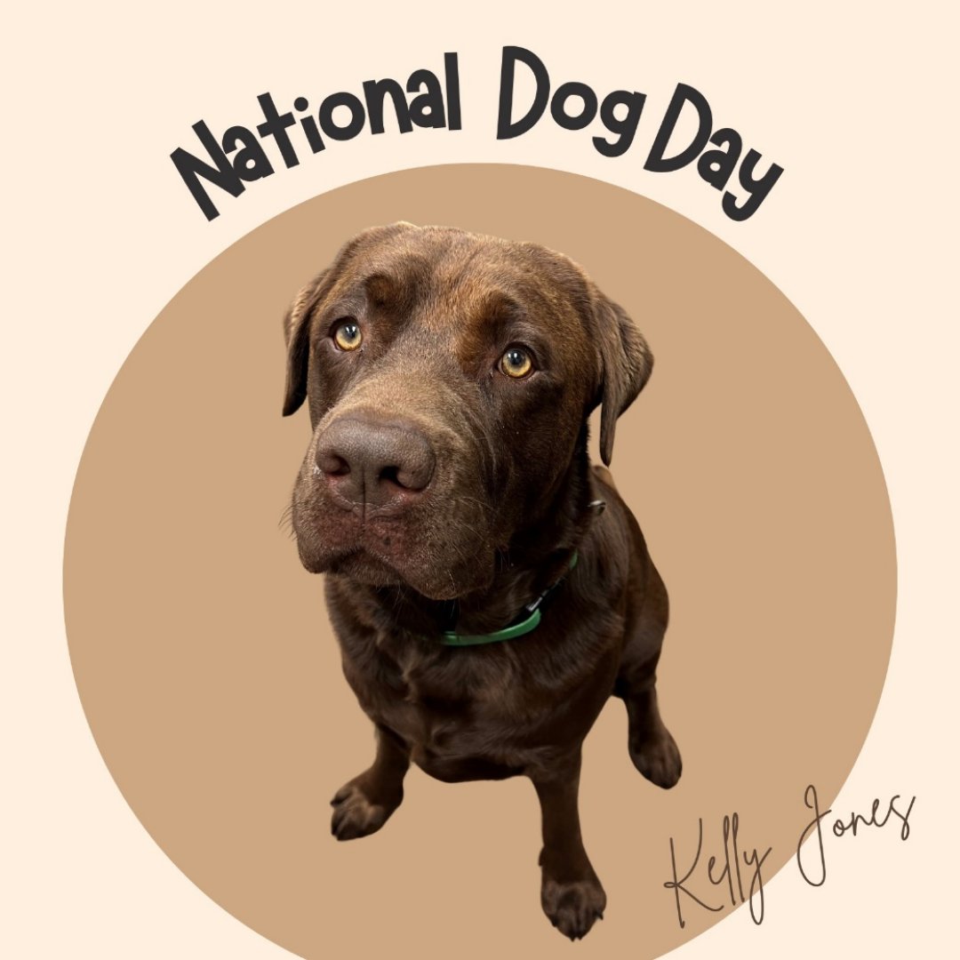 2kjoKelly's tweet photo. It is National Dog Day! Today we are celebrating our furriest &amp; cutest member of the team, Nashville! Can you believe that dogs have been with us for at least 14,000 years? Thank goodness for that because what would we do without our Fur Family? https://t.co/N8cyqJ6m5V