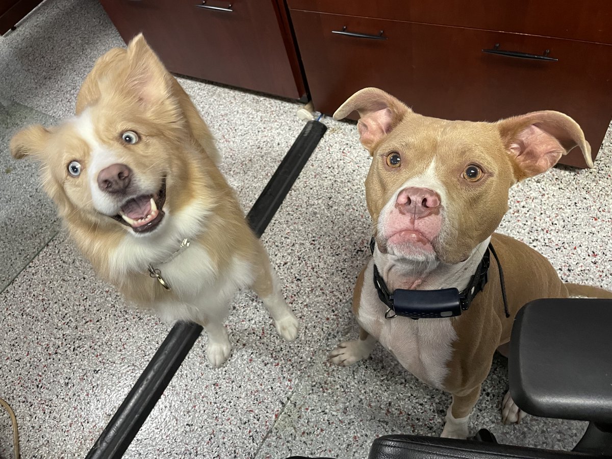 Drive4NDL's tweet photo. 🐶 Happy National Dog Day! Many of our drivers hit the road with their furry co-pilots, and our office is always filled with wagging tails. Here's to the truckers and their loyal companions who make every journey an adventure! 🐾🚚

📸: Josi &amp; Gizmo https://t.co/FyOrnTrVTD