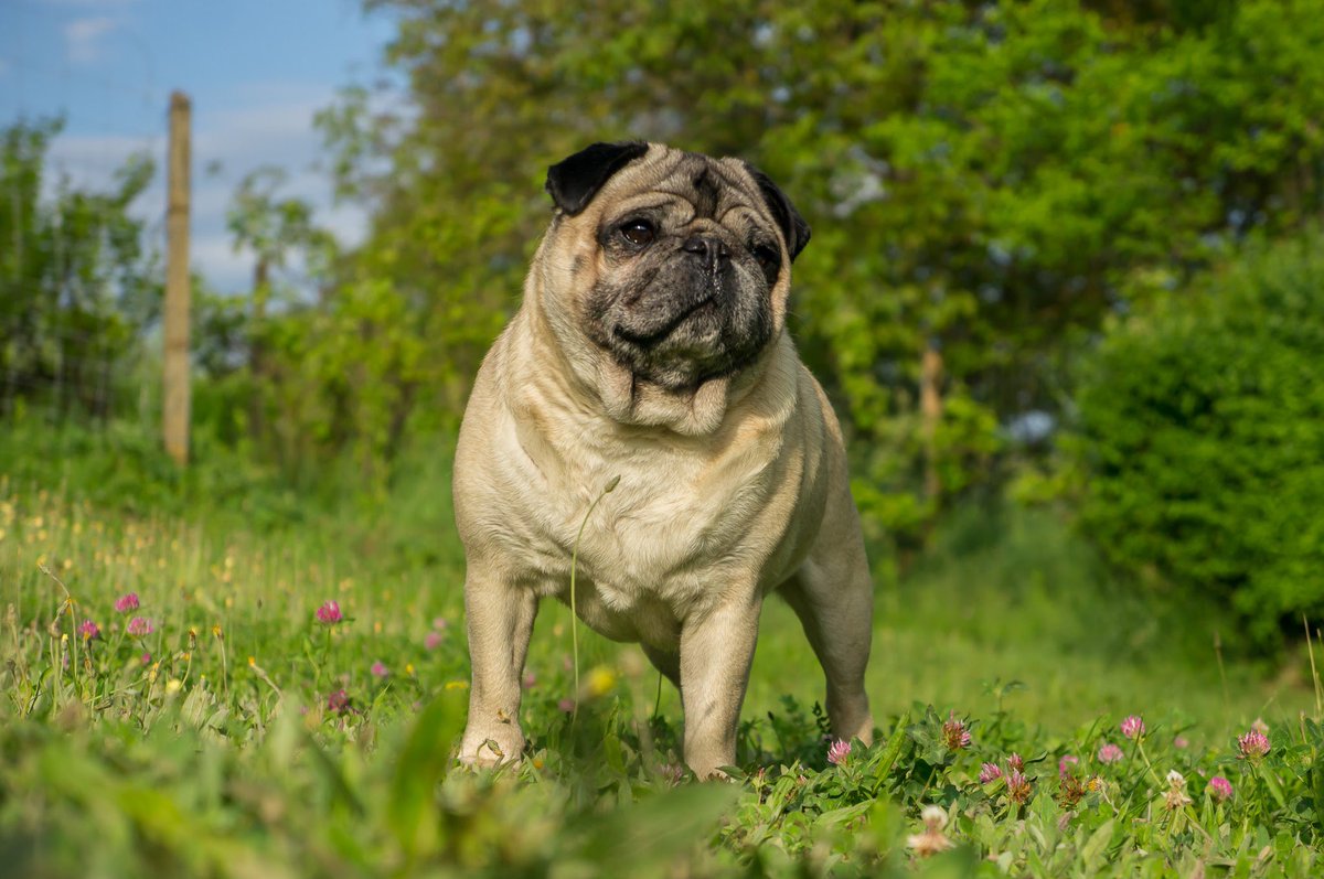 Maurice_the_Pug's tweet photo. Happy International Dog Day!🐶
#summer #TheUniverseOfMaurice #MauricethePug #happydogs #puglife #pug #garden #caine #catel #pet #HappyDogDay #Romania #celebration #vara #vibe #Happiness https://t.co/plAwB3UsJL