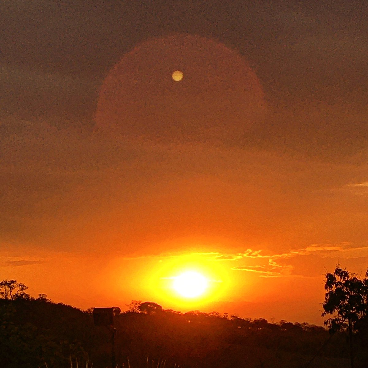 DaniloA08106919's tweet photo. O astro-rei sempre a brilhar com seu estribilho de luzes em tom maior. 

#astrorei #sunsetphotography #skyphotography #photograghy #NaturePhotograhpy #winter #inverno #semfiltro #nofilter https://t.co/z7BHc6eqTK