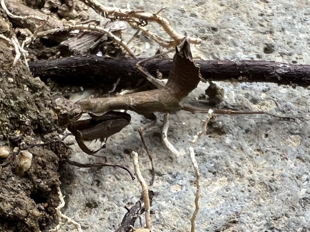 666Daa0519's tweet photo. むじな🦡
ハリの無いイモムシ🐛
ヒメカマ？？
出先で壊れるなよ…
レッカーさん暑い中ありがとうございます
見積もり上がるのが恐ろしいのが外車です😱😱😱 https://t.co/wI8e4StAvG