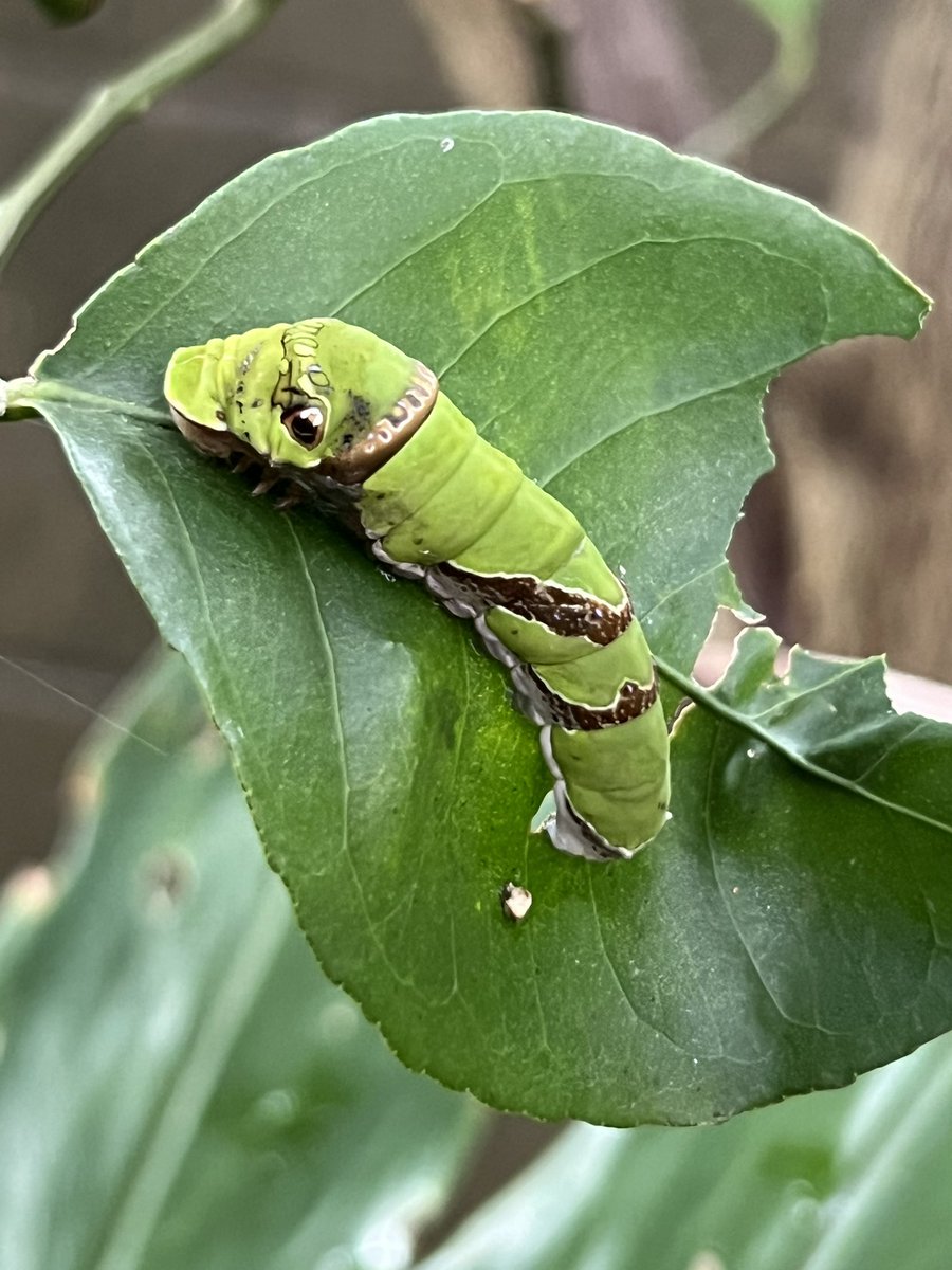 666Daa0519's tweet photo. むじな🦡
ハリの無いイモムシ🐛
ヒメカマ？？
出先で壊れるなよ…
レッカーさん暑い中ありがとうございます
見積もり上がるのが恐ろしいのが外車です😱😱😱 https://t.co/wI8e4StAvG