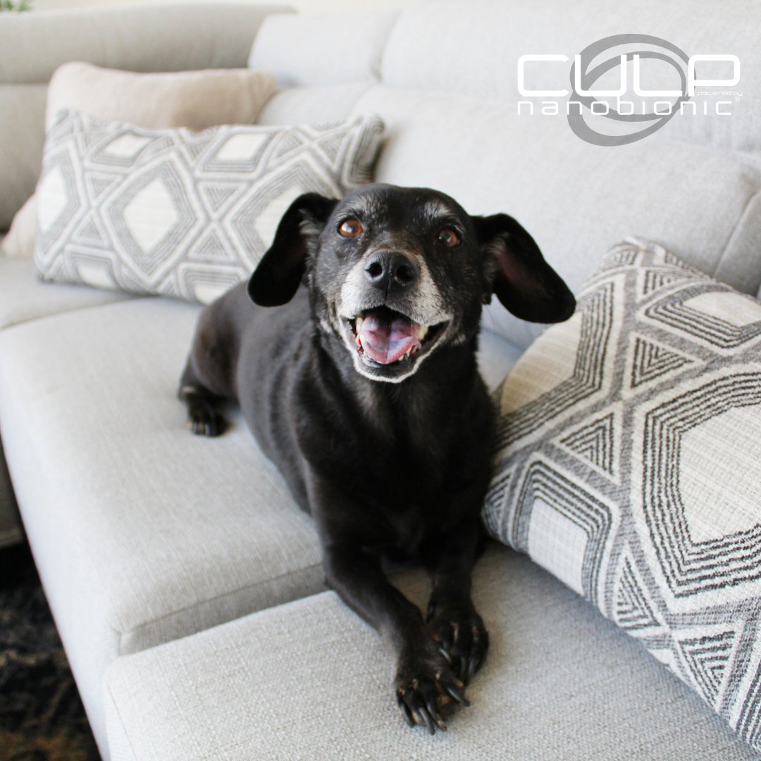 Our pups are part of the family ♥️ and with our fluorine-free LiveSmart, we got you covered with any cute muddy paw prints or puppy odors - with its stain resistance and moisture repellency they can hang with the family on #NationalDogDay without any fear of stink or stain 🐾
