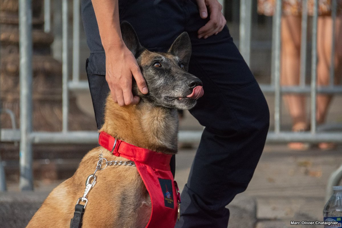 Marco_cgr's tweet photo. #JournéeMondialeDuChien 🐶

Mission de recherche, mission de sauvetage, ect…

Les chiens et leurs maîtres sont des éléments essentiels et utiles dans les différentes interventions du quotidien.

#Chien #animaux #animal #pompier #bmpm #bspp #uiisc #securitecivile #maitrechien https://t.co/wdX4BN3xix