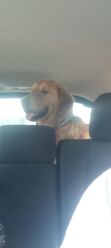 This is my dog zeke a big boy 😂😍