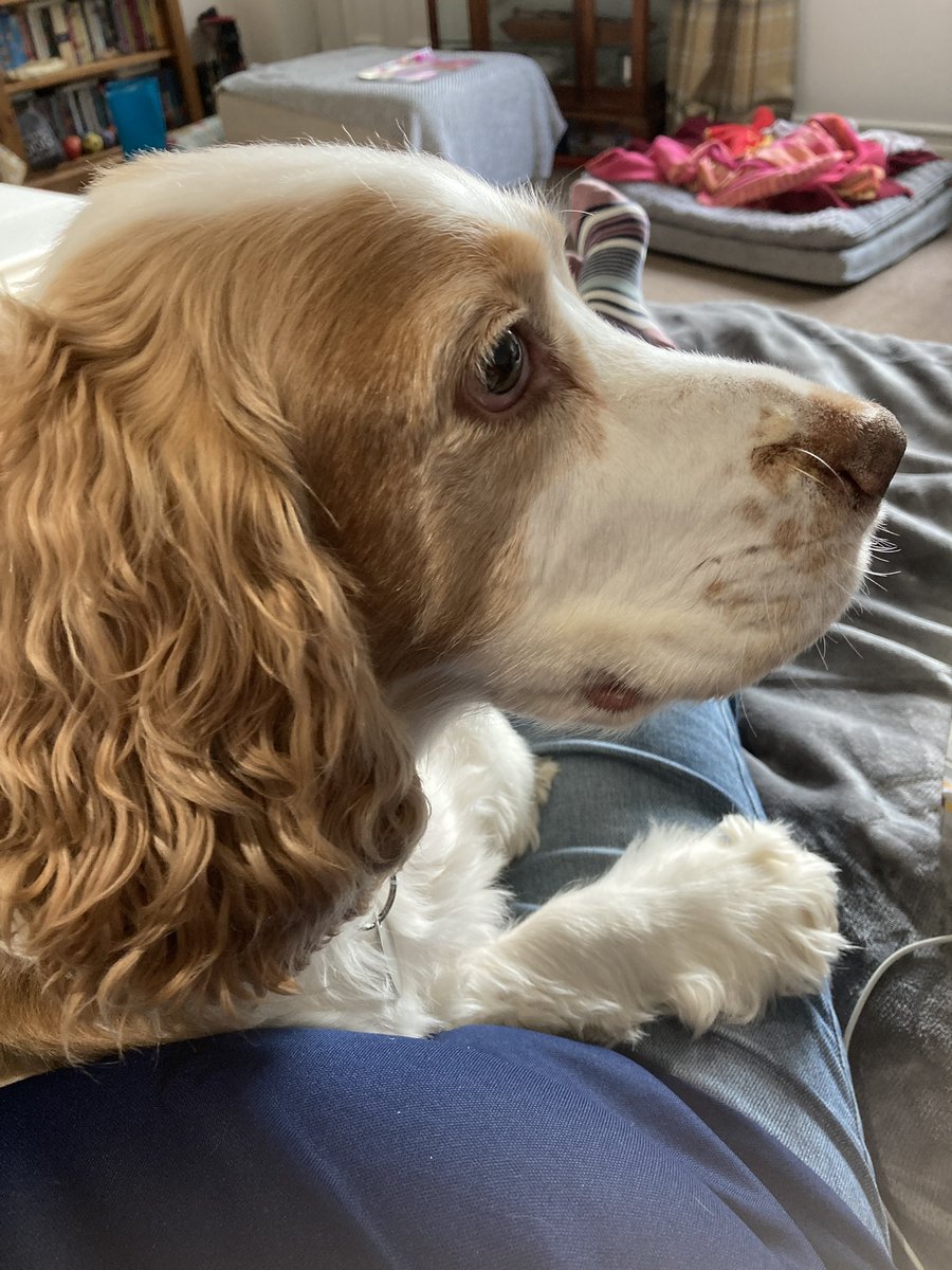 Lucky200673's tweet photo. International day of dogs ! Unconditional love 🐶😍❤️ #dogs #internationaldayofdogs #family https://t.co/Iccz1Y6inI