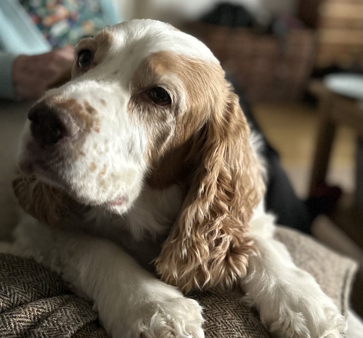 Lucky200673's tweet photo. International day of dogs ! Unconditional love 🐶😍❤️ #dogs #internationaldayofdogs #family https://t.co/Iccz1Y6inI