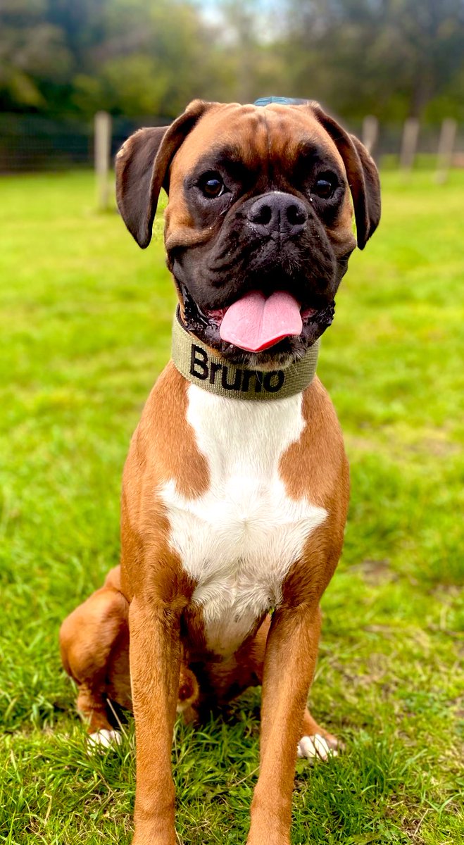Happy international dogs day 🖤🤎