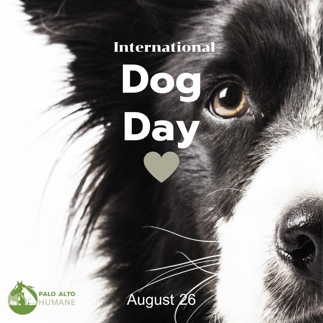 PAHS's tweet photo. August 26th is International Dog Day, and we are celebrating by honoring our four-legged friends! What better way to recognize our furry companions than to share a picture your pup with us? Share a picture of your pup with us and help us celebrate our furry friends 🐶 https://t.co/BcPABWIjDc