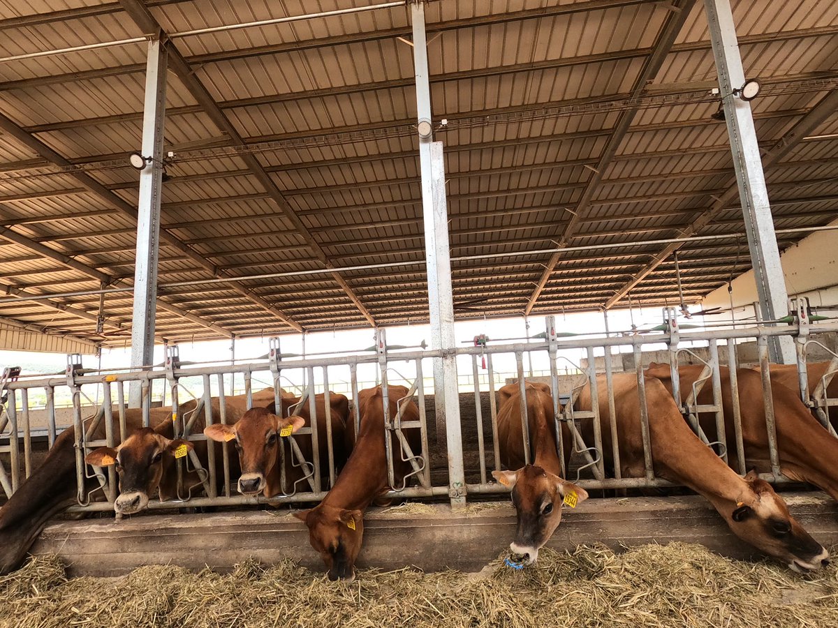 jcniyomugabo's tweet photo. The livestock sector is an incredible opportunity for aspiring entrepreneurs!

Not only does it contribute significantly to the economy, but it also offers numerous avenues for success. 

 If you've joined or are considering joining this sector, here are some tips to help you thrive and make a positive impact:

1️⃣ Focus on animal welfare and quality: Providing proper care, nutrition, and a healthy environment for your livestock will enhance their productivity and overall well-being. Consumers value high-quality products, so prioritize their health and welfare.

2️⃣ Embrace technology and innovation: From automated feeding systems to data-driven analytics, technology can revolutionize your operations. Stay updated with the latest advancements to optimize efficiency and improve productivity.

3️⃣ Establish strong networks: Build connections with veterinarians, fellow farmers, suppliers, and industry experts. Collaborating and sharing knowledge will not only expand your resources but also expose you to valuable insights and opportunities.

4️⃣ Market strategically: Utilize social media, online platforms, and local networks to promote your products and engage with potential customers. Tell your story, highlight the quality of your products, and showcase the care you put into your operations.

5️⃣ Stay informed about regulations and industry trends: The livestock sector is subject to various regulations and market fluctuations. Stay updated on legal requirements, environmental concerns, and changing consumer demands to adapt and stay ahead.