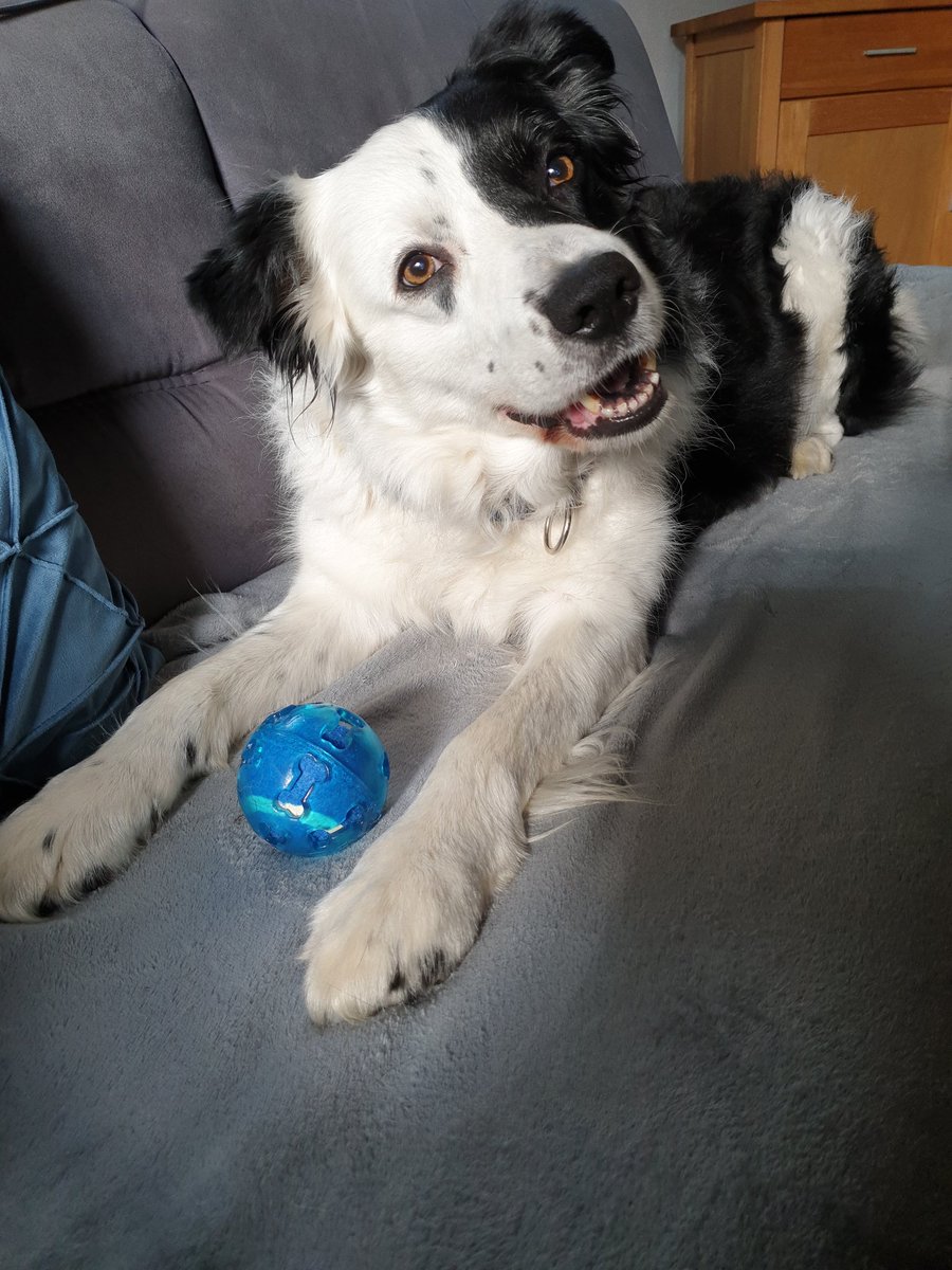 🐕 Merlin

Hmmm, was meinst du mit: "Drinnen wird kein Ball gespielt, weil du sonst das halbe Haus abreisst"? 🤔
