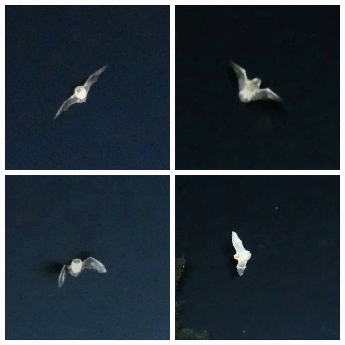 HgWhaley's tweet photo. Managed to take a picture of a bat mid flight at night ๐ฆ
#bat's #bats #batsuk #photography๐ท #photooftheday #photos #photosofbats https://t.co/EQDSrwKGUW