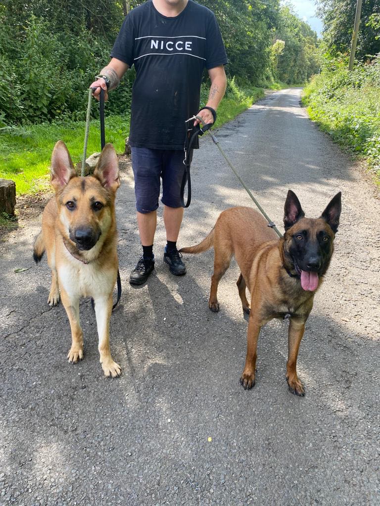 German Shepherd Rescue Elite ( GSRE ) tweet media