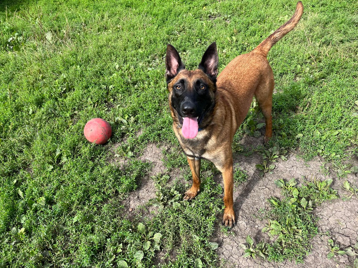 German Shepherd Rescue Elite ( GSRE ) tweet media