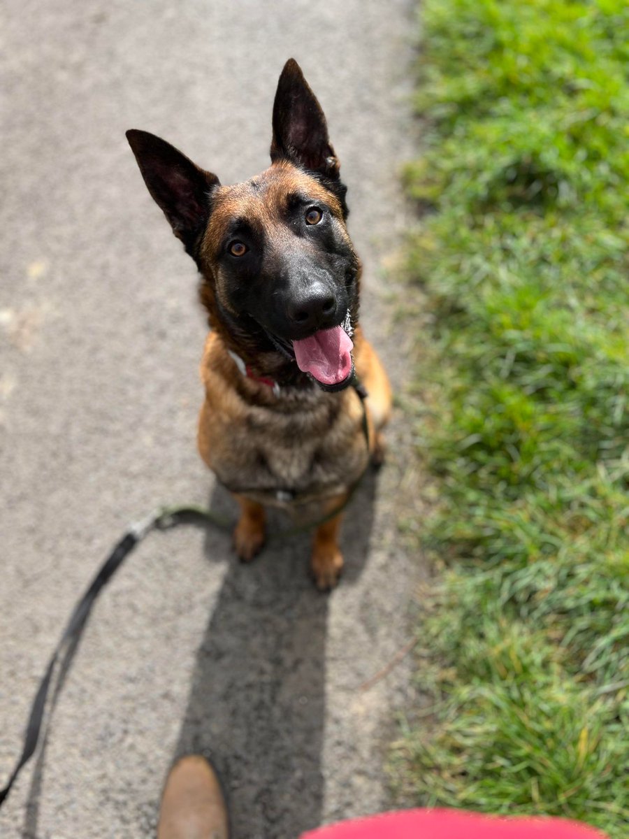 German Shepherd Rescue Elite ( GSRE ) tweet media