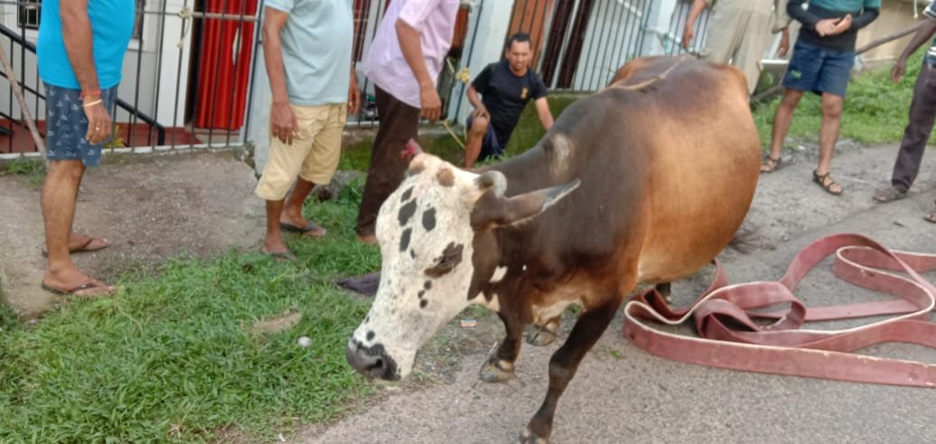FireService_ANP's tweet photo. EVERY LIFE IS IMPORTANT

Fire Fighter of #FSGaracharma rescued a Cow from the drain having deep pit near ANTP, Solar Plant,Garacharma.

People Appreciated the Prompt Action of Fire Service. https://t.co/MF0qQuvnGi