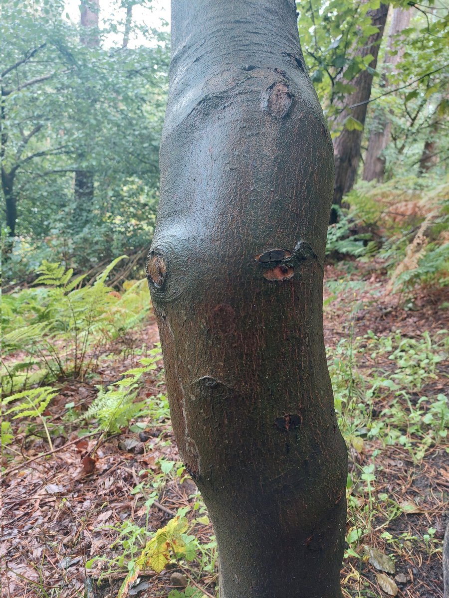dreaad's tweet photo. Sassy tree judges you

#Chopwell #Hiking https://t.co/Ttgij9rCRT