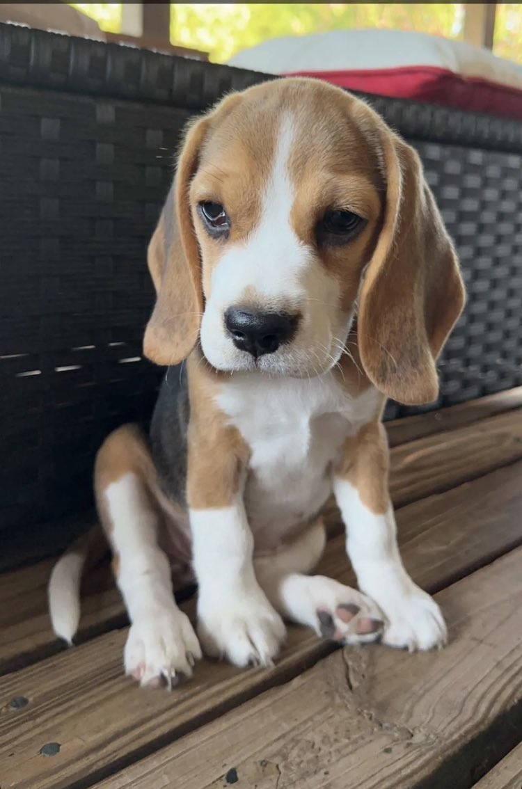 BillyMorganHU's tweet photo. Happy #nationaldogday we love our girls past &amp; present. #MrsWeenie #MissMae #beagles https://t.co/pTYgk4LAT6