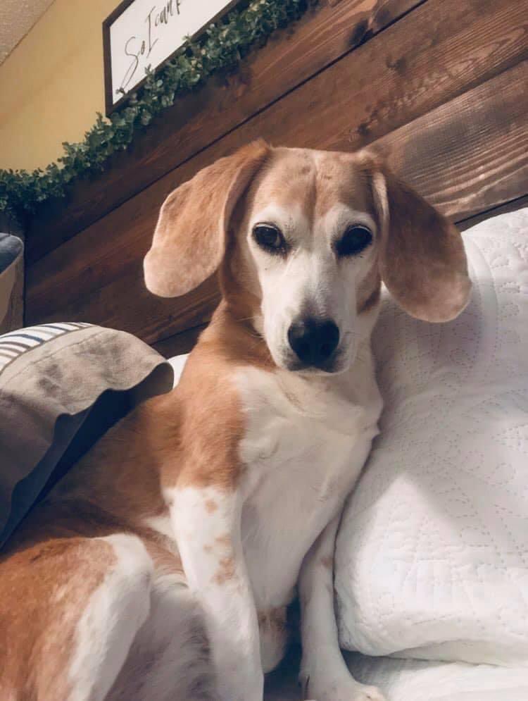 BillyMorganHU's tweet photo. Happy #nationaldogday we love our girls past &amp; present. #MrsWeenie #MissMae #beagles https://t.co/pTYgk4LAT6