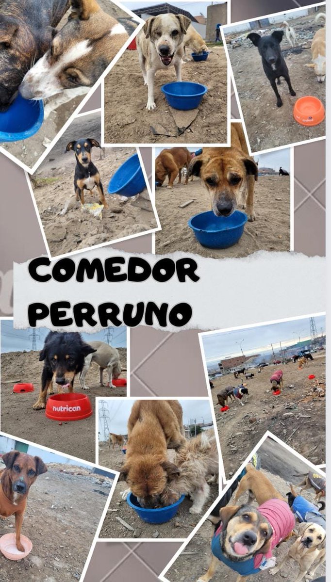 dame_una_pata's tweet photo. Seguidores apoyemos a Los pequeños
Muchos de ellos viven en las calles buscando que comer
Hace varios años  comenzé con esta labor de salir y alimentar callejeritos
Se imaginan no tener nada,de pronto encontrar alguien a quien si le importas?
Porfavor apoyemos está labor
Comparte https://t.co/VNrKzigupc