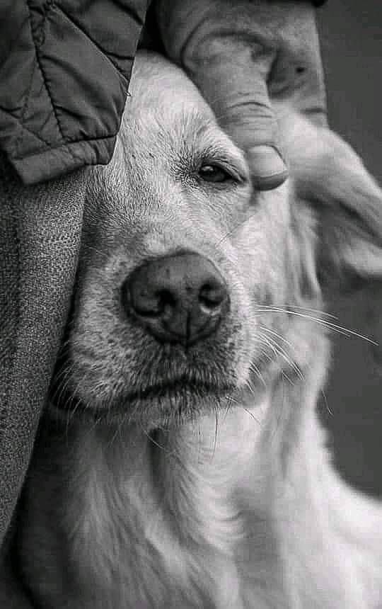 E Dio disse: te lo manderò senza ali, affinché nessuno sospetti che sia un angelo….♥️

#26agosto #giornatamondialedelcane 🐶
#dog #worlddogday
#NationalDogDay