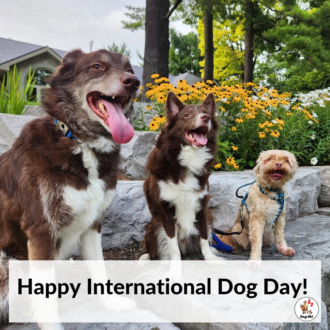 🐾🌎 From our dogs to yours, happy #InternationalDogDay 🌟🐶 Today, we celebrate the unconditional love, boundless joy, and endless tail wags that our dogs bring into our lives 🐕❤️ #DogLoversUnite #UnconditionalLove #LoveYourPup #CherishEveryMoment #CelebrateTogether #DogEh