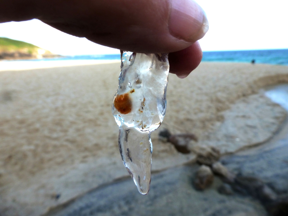 Portheras's tweet photo. Lots of #Salps washing ashore today - amazing creatures! Little #Tunicates gelatinous blobs complete with primitive backbones and digestive system (orangey bit) @cornishchoughs @mcsuk @CwallWildlife https://t.co/84zBPCJbWs