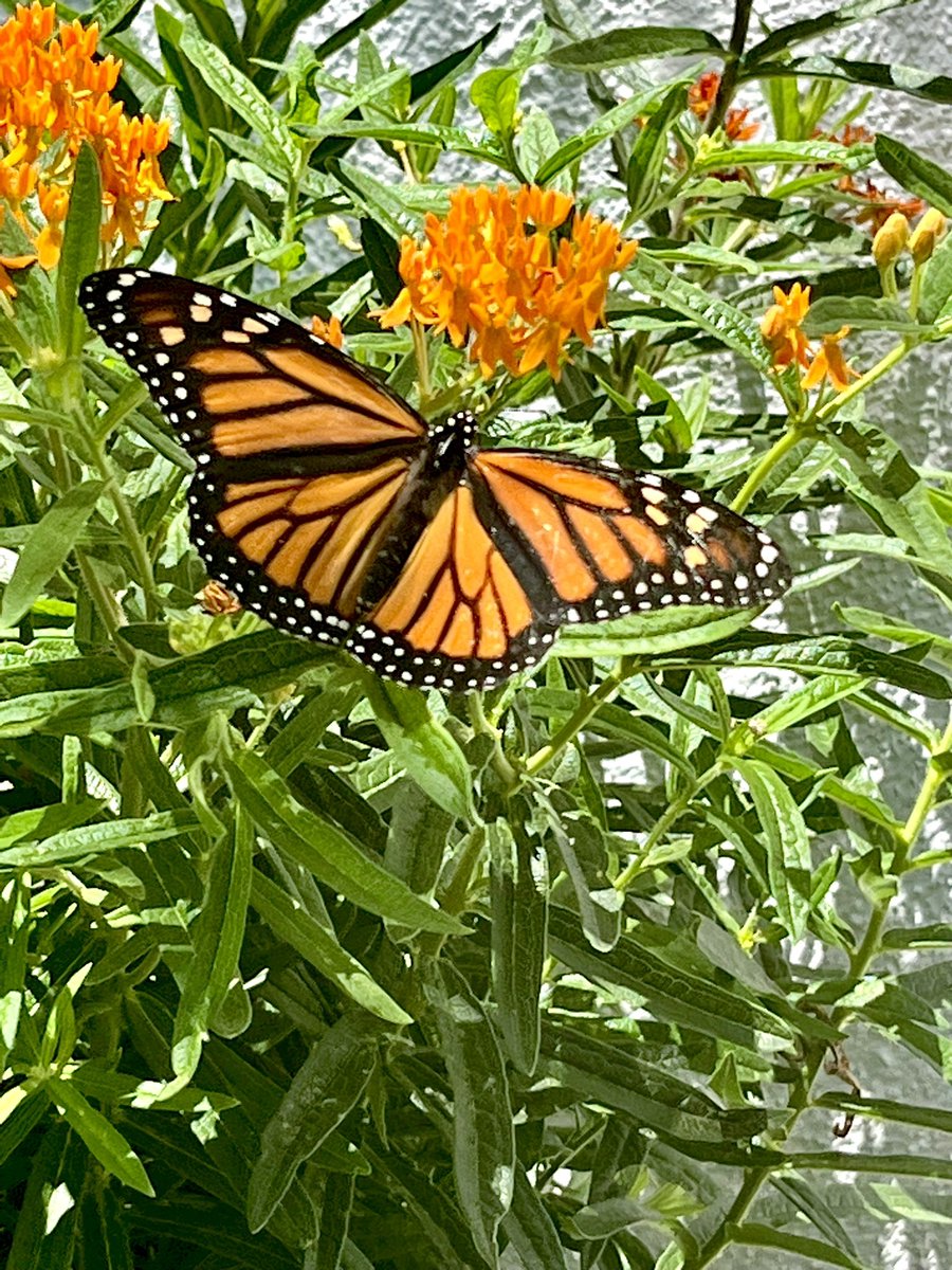 Desperate eggs hold fast
Fighting against extinction
Monarch’s soon will soar 
🥚🐛🦋

#HaikuSaturday #savethemonarchs
#monarcheggs #monarchs #ineedmoremilkweed