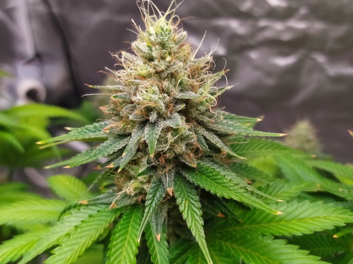 StephandjoG's tweet photo. Gorilla Sherbet F1 Fast Ver. from @sweetseeds_es 
6 weeks of flowering.
Maybe a couple of weeks before harvest 😉👍 https://t.co/F5mqQqb2va