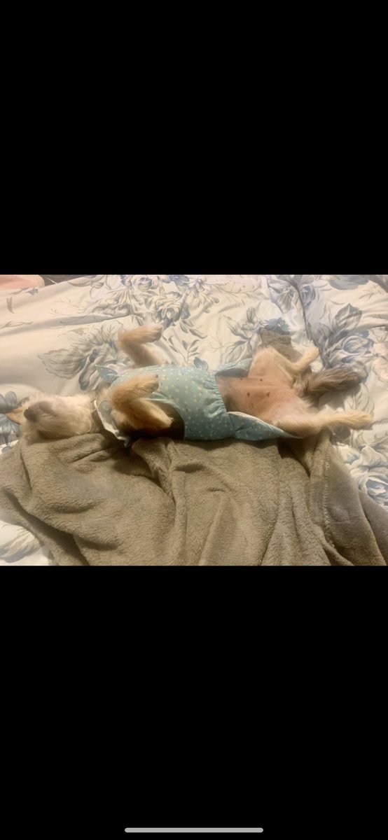 ldub1006's tweet photo. @nbcwashington Harlee was exhausted after a nice summer walk. 🐶 @nbcwashington #CleartheShelters #PatsPrizedPets https://t.co/uF6WIaDayR