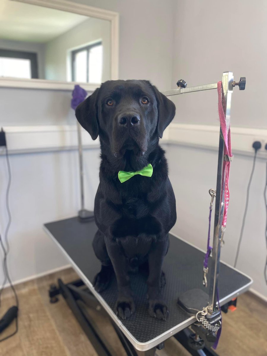 Burnhampth's tweet photo. International dog 🐶 day ❤️ Duke my best friend it’s all about you today, to be fair most days are 😂 I’d love to see your best friends too, show us your pictures in the comments below ⬇️ 

#internationaldogday #labrador #duketheofficedog #mybestfriend #loocrew https://t.co/rcYv2e3f68