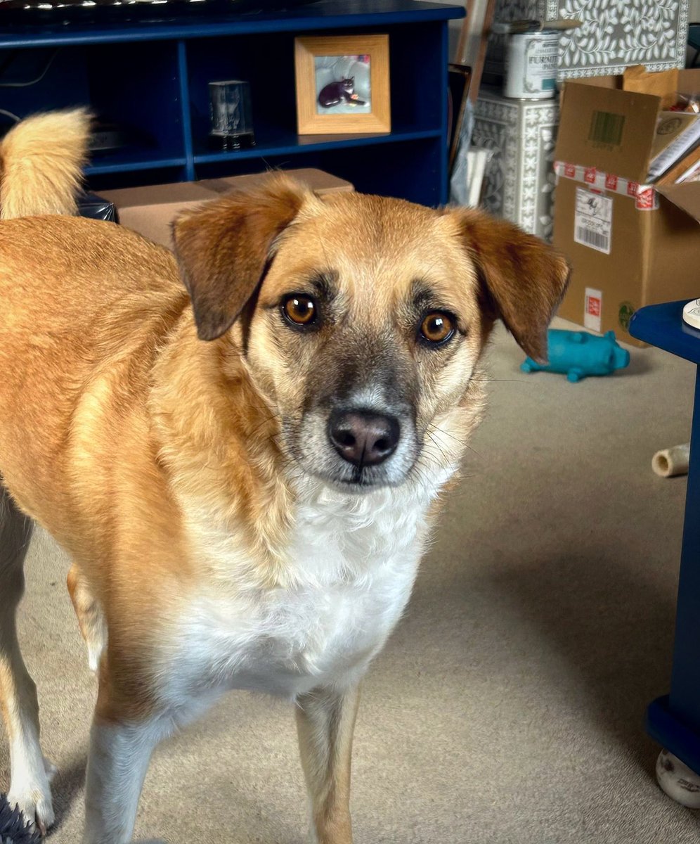 RealJMRobson's tweet photo. Very curious 🐕🐕

Happy #internationaldogday from me my rescued family! 

#rescuedog #rescuedogsarethebestdogs #rescueisbest #rescuedogsofinstagram #rescuedogs #rescuedogs #rescuedismyfavoritebreed #doggo #rescueddogsofinstagram https://t.co/ETq2aXOmDy