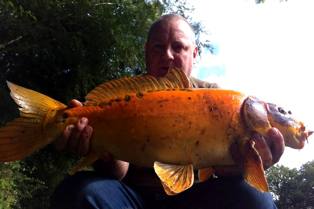 DarrenGuru's tweet photo. On my new flavoured boilie 👍
🐟🎣 https://t.co/6bFSJ7OT2p