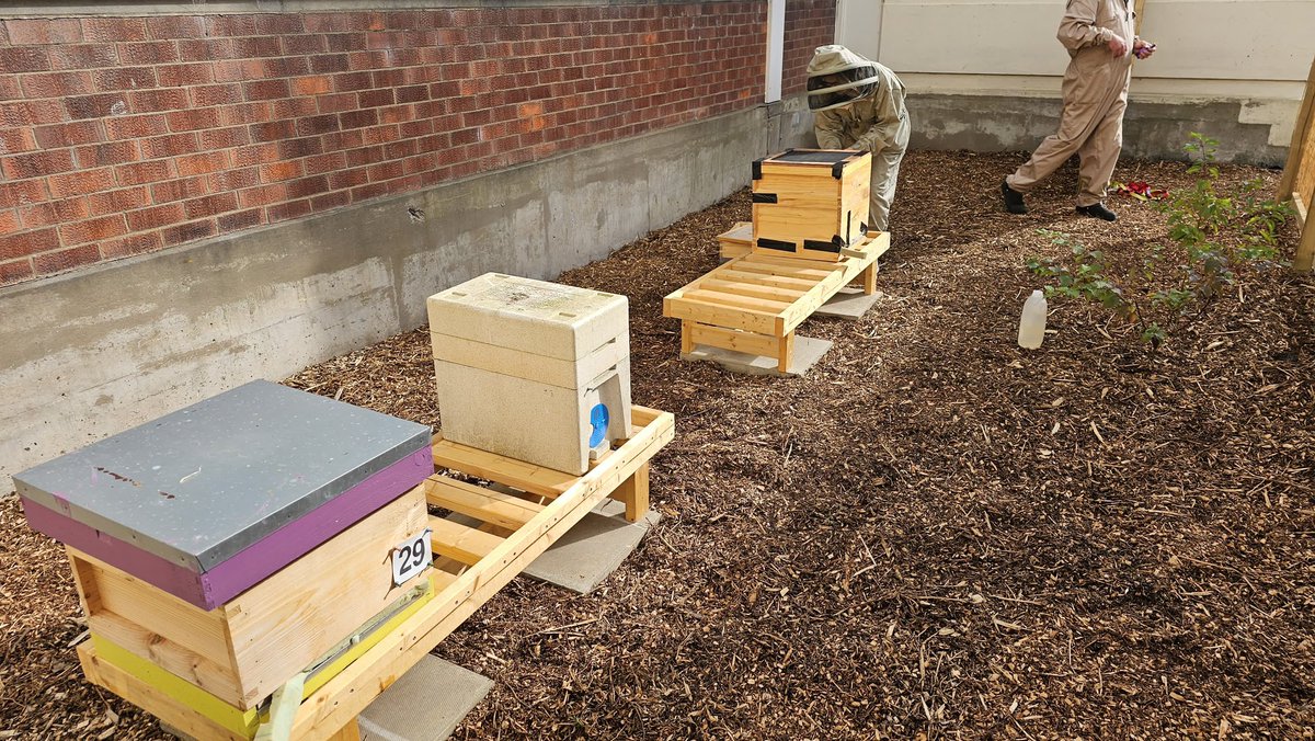 They’re finally home!! So much thanks to <a href="/NewbattleBees/">NewbattleBees</a> @MusselburghAP and Ross from <a href="/official_DHS/">Dalkeith High School</a> for all their help with getting them to our school! 🐝
